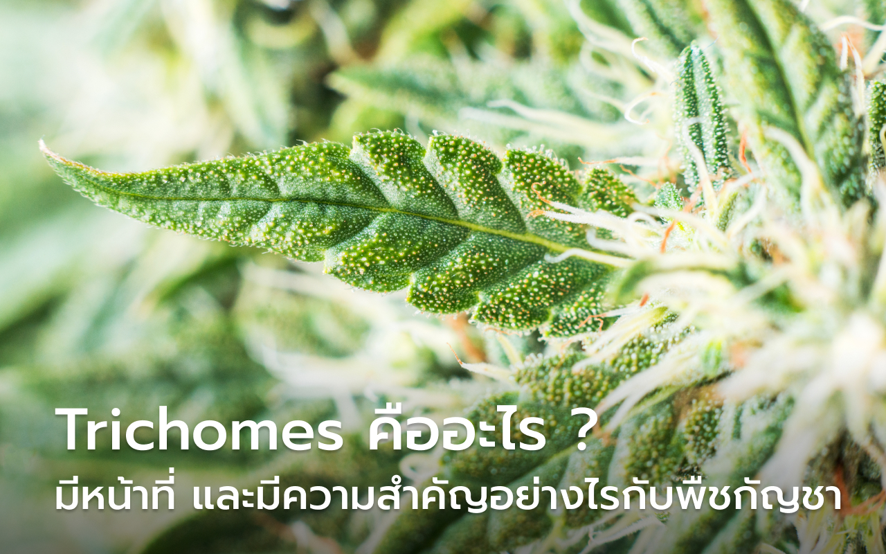 Trichomes คืออะไร